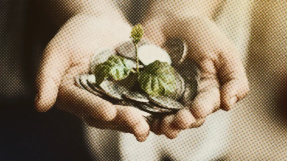 Two cupped hands holding a pile of coins with a small green seedling growing from the middle